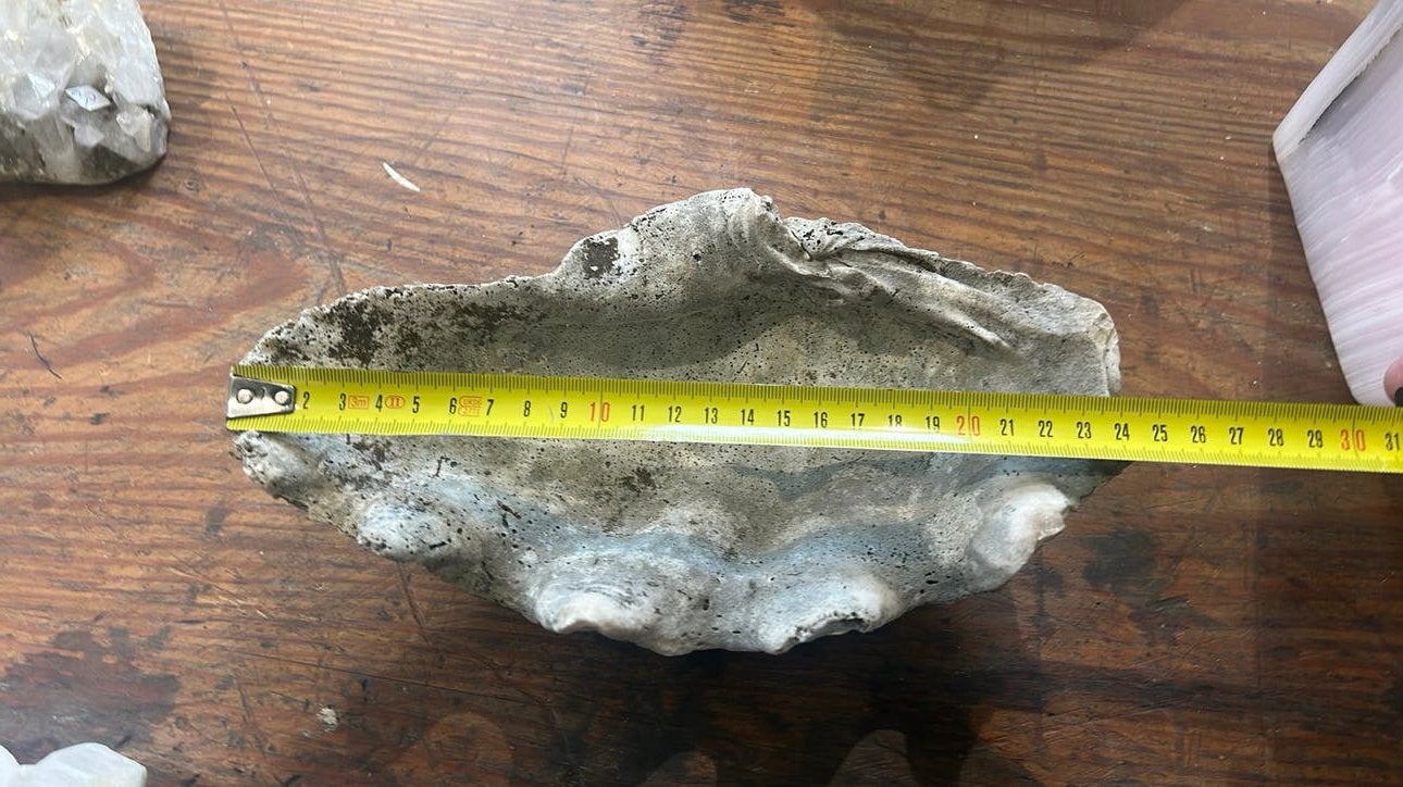 un bénitier géant Tridacna gigas ou un objet de décoration, Collections, Enlèvement ou Envoi, Fossile