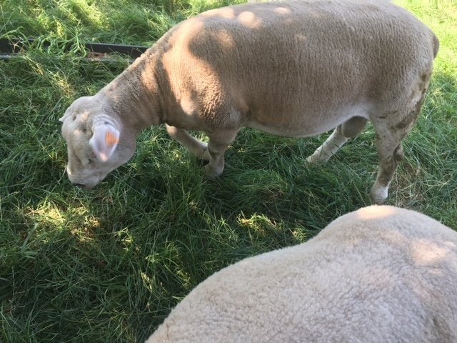 Ram voor kweek, Mannelijk, Schaap, 0 tot 2 jaar
