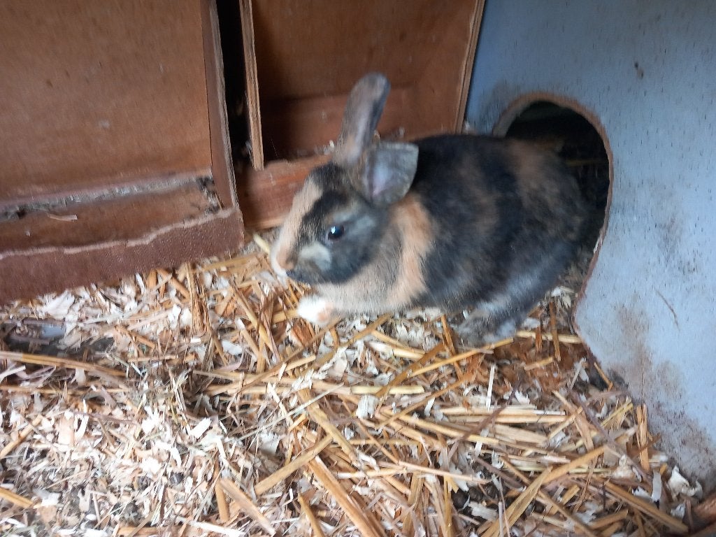 Dwergkonijnen, Dieren en Toebehoren, Konijnen, Mannelijk, Klein