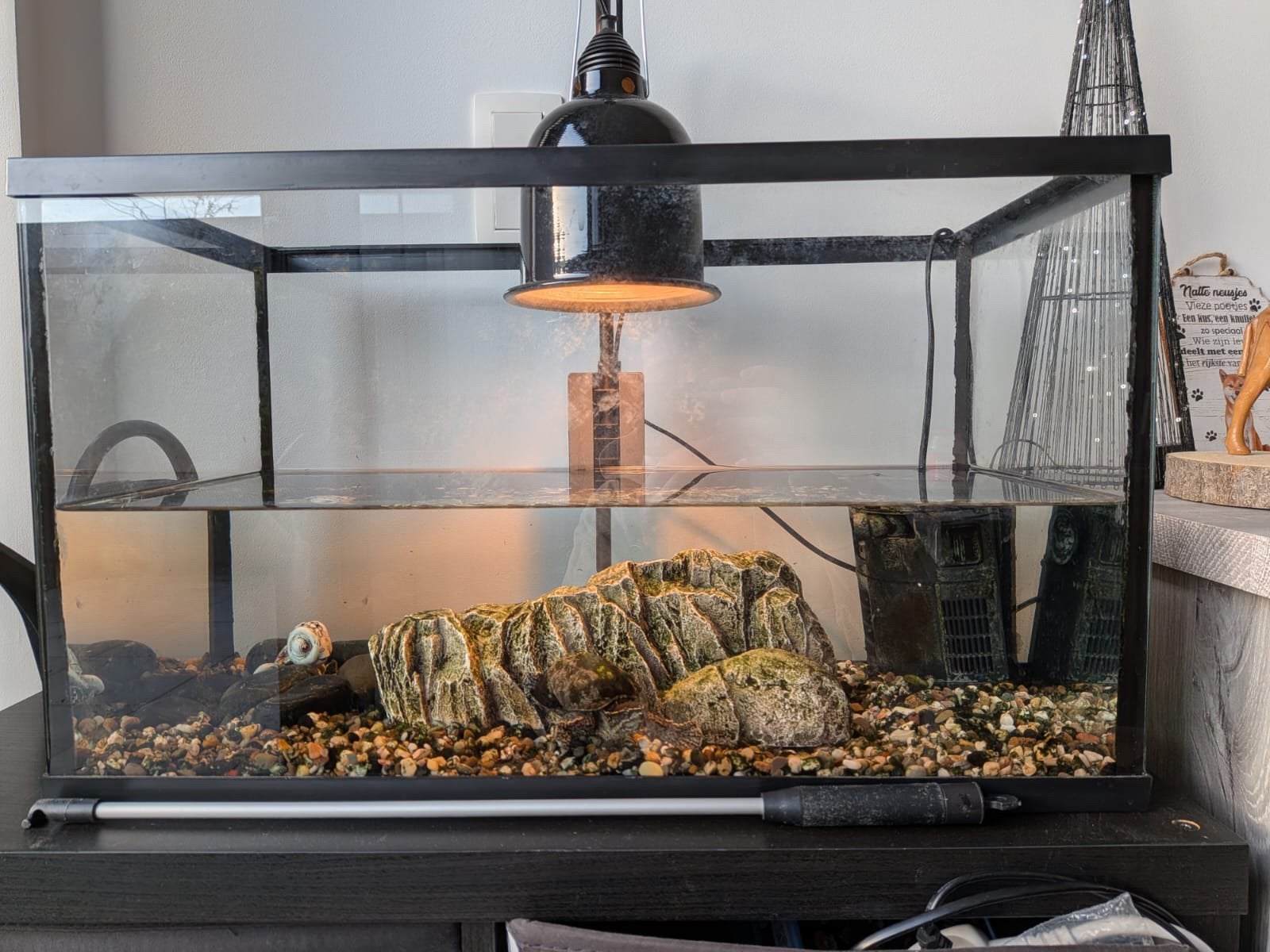 Chinese drieschilpad (7 jaar), Ophalen, Terrarium of Paludarium