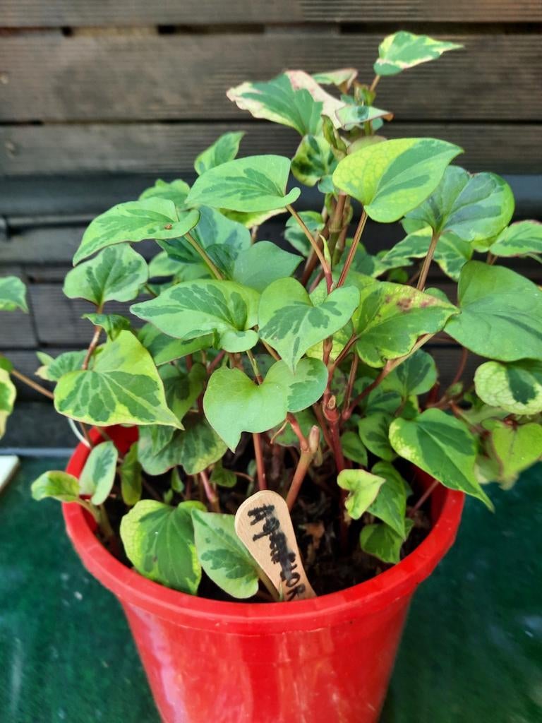 Vijverplant Aquiflora genoemd, Tuin en Terras, Ophalen, Zomer