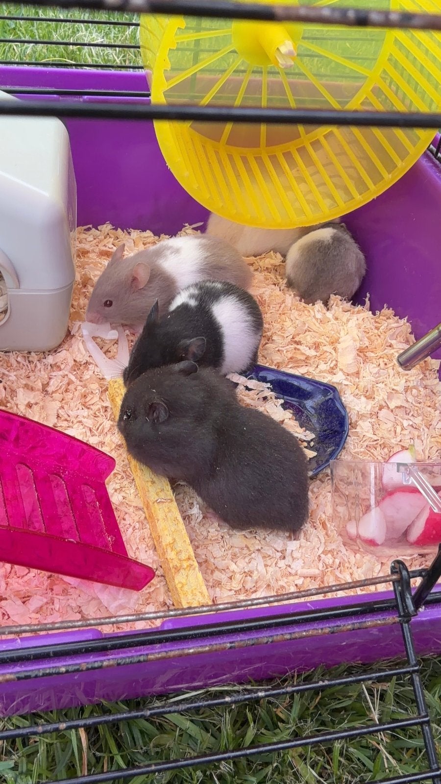 Hamster, Dieren en Toebehoren, Hamster, Juni, Meerdere dieren, Tam
