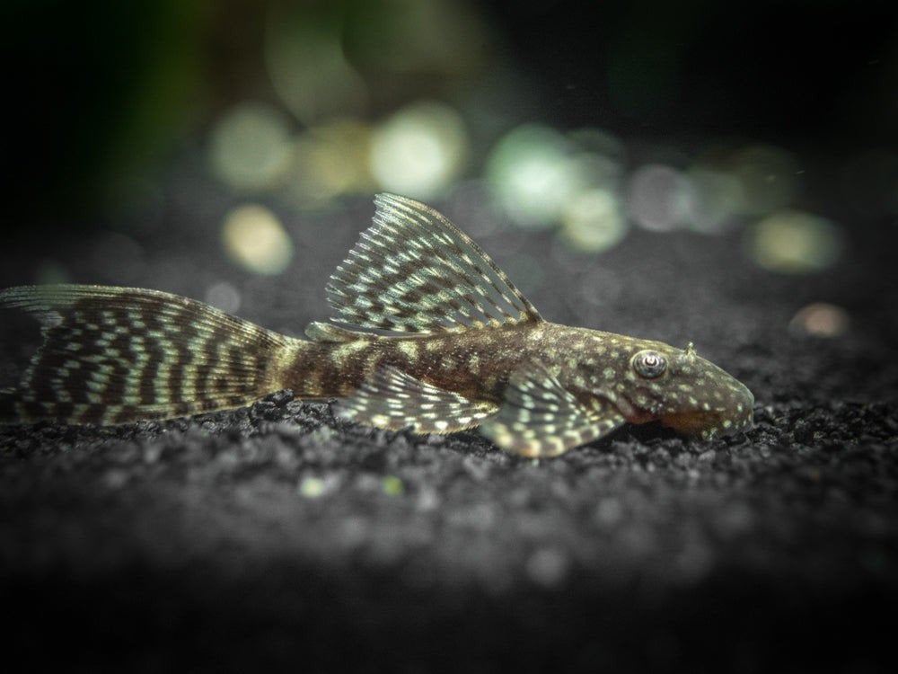 Ancistrus wildkleur longfin, Dieren en Toebehoren