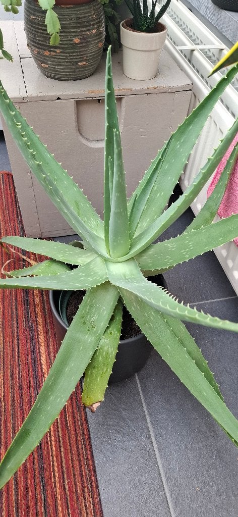 Aloë vera, Maison & Meubles, Plante succulente, Plante à fleurs, Moins de 100 cm, Enlèvement