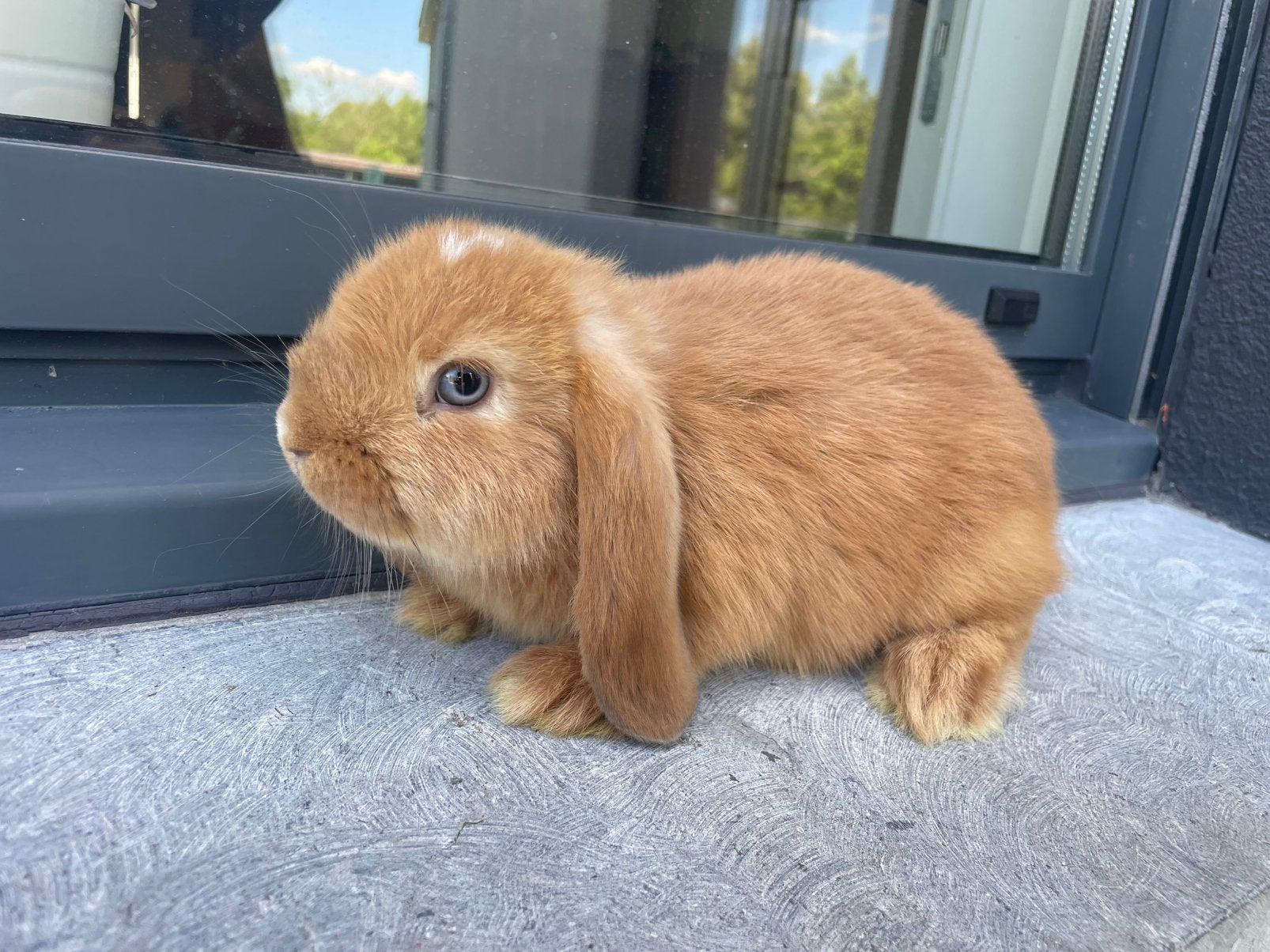 Jong minilop konijntje, Dieren en Toebehoren, Konijnen
