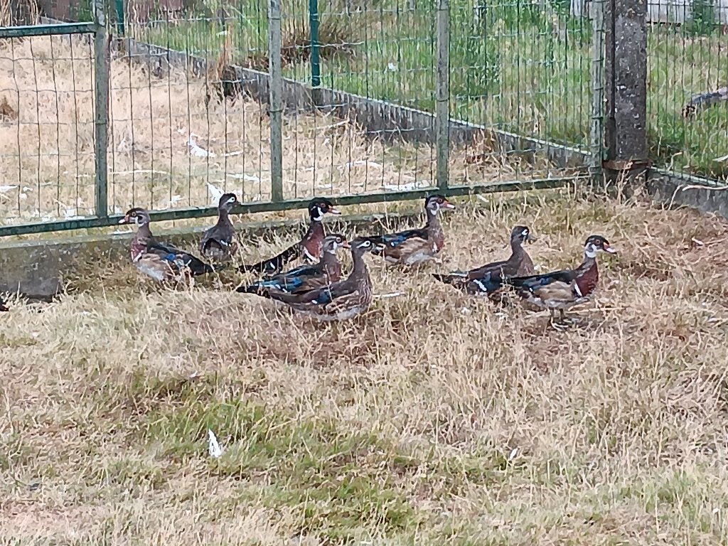 carolina eenden, Dieren en Toebehoren, Pluimvee, Meerdere dieren, Eend