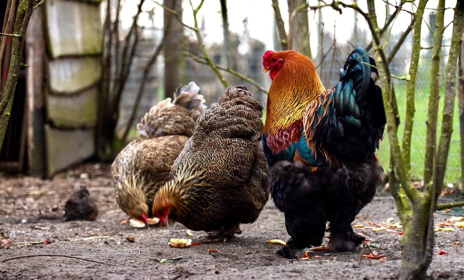 Brahma goudpatrijs haantjes, Dieren en Toebehoren