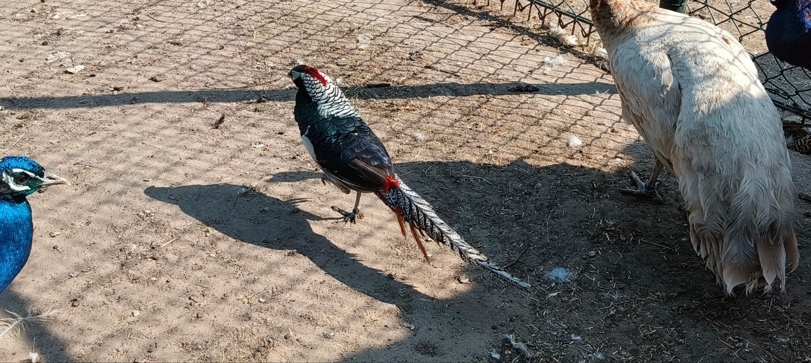 Koppel lady fazanten, Dieren en Toebehoren