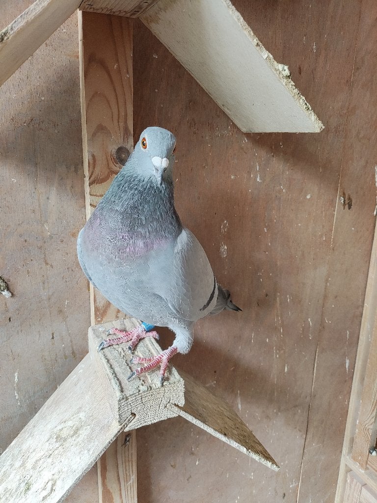 pigeons 2026, Animaux & Accessoires, Sexe inconnu, Pigeon voyageur