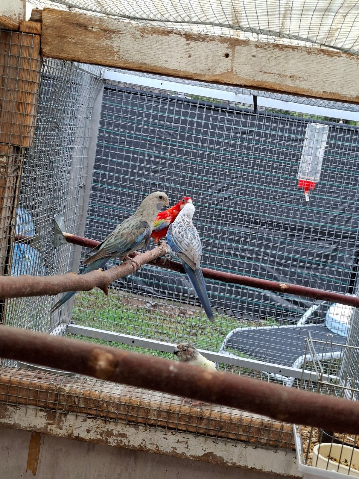 rosella parkieten