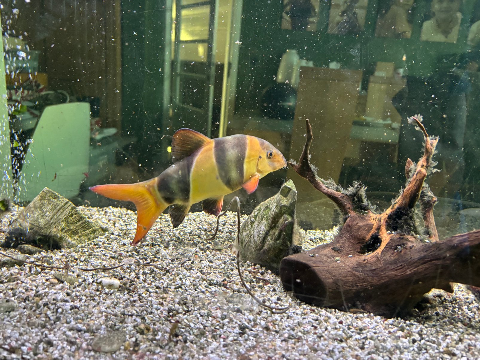 Aquarium vissen, Dieren en Toebehoren, Vis, Zoetwatervis