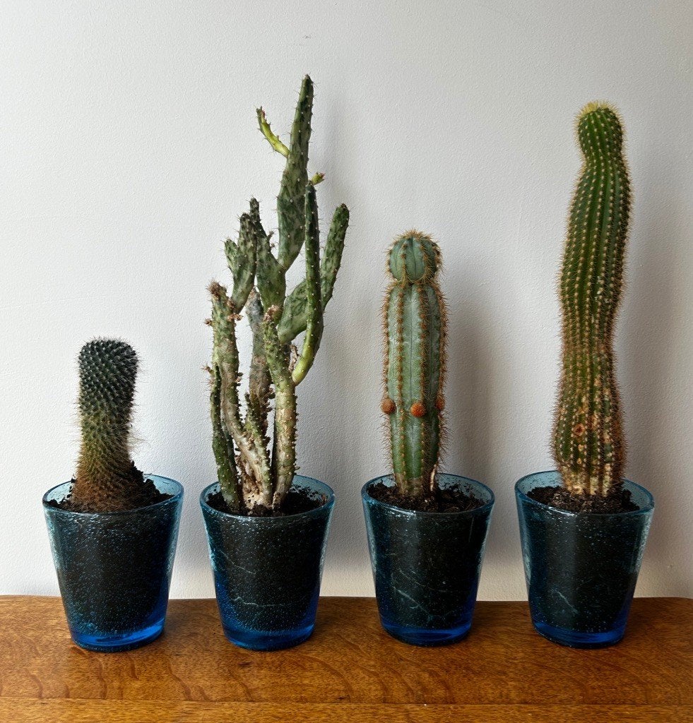 set/4 cactus en verre bleu, Maison & Meubles, Plantes d'intérieur, En pot, Moins de 100 cm, Enlèvement, Cactus