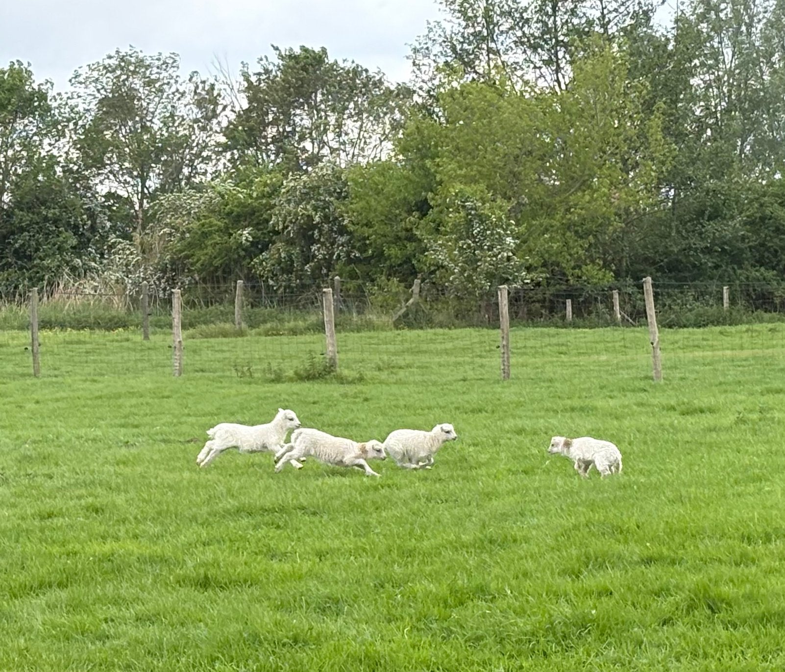 4 tamme en gezonde ouessant ooilammetjes, Dieren en Toebehoren, Schapen, Geiten en Varkens, Vrouwelijk, Schaap, 0 tot 2 jaar