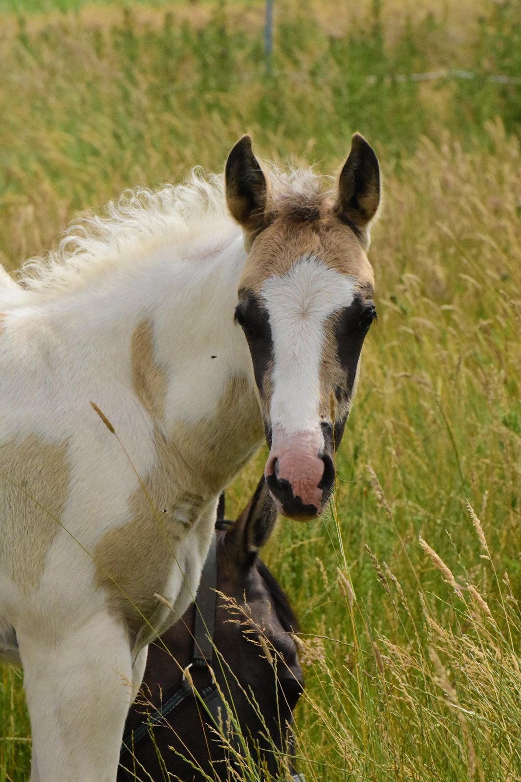 Grullo paint merrie veulen, Dieren en Toebehoren, Met stamboom, Niet van toepassing, 0 tot 2 jaar, Westernpony