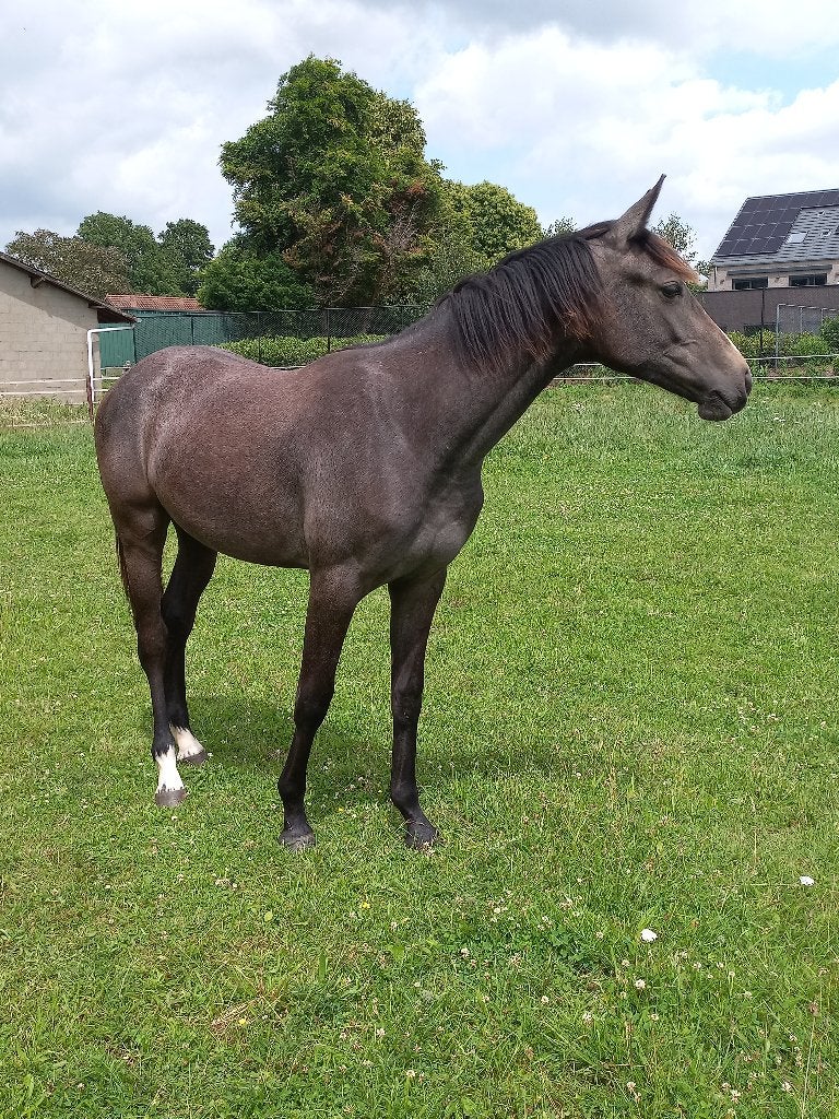 Jaarling merrie Leandro VG, Jument, Cheval de saut, 0 à 2 ans