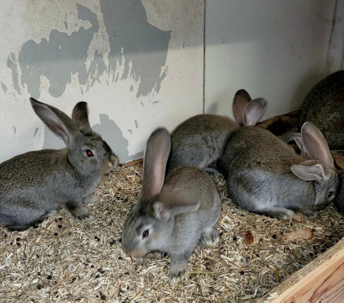Te koop vlaamse reuzen, Animaux & Accessoires, Lapins, Plusieurs animaux, Grand, 0 à 2 ans