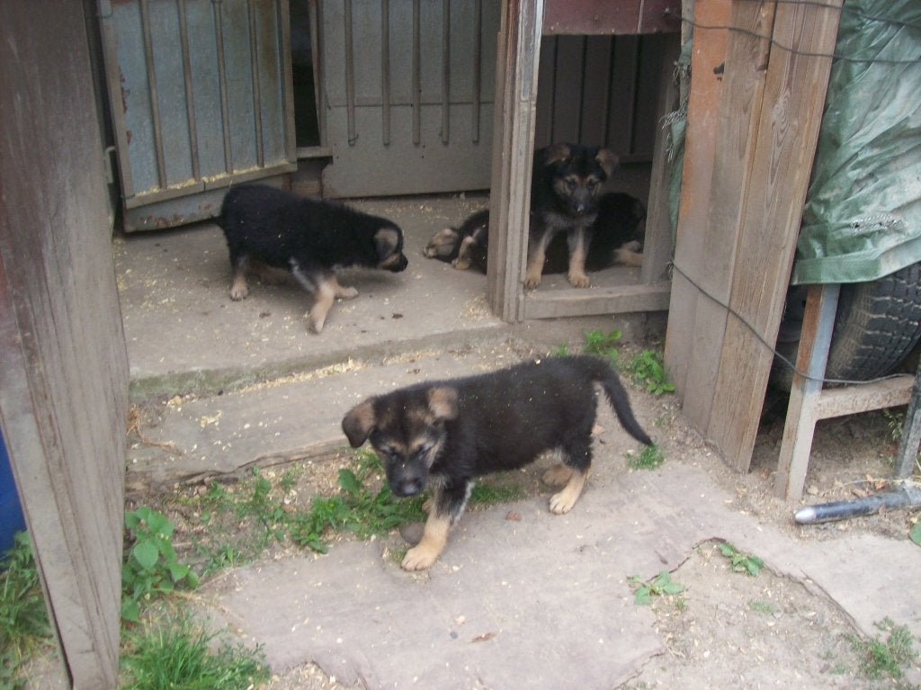 duitse herder pups, Particulier, Hépatite contagieuse (maladie de Rubarth), 8 à 15 semaines, Un chien