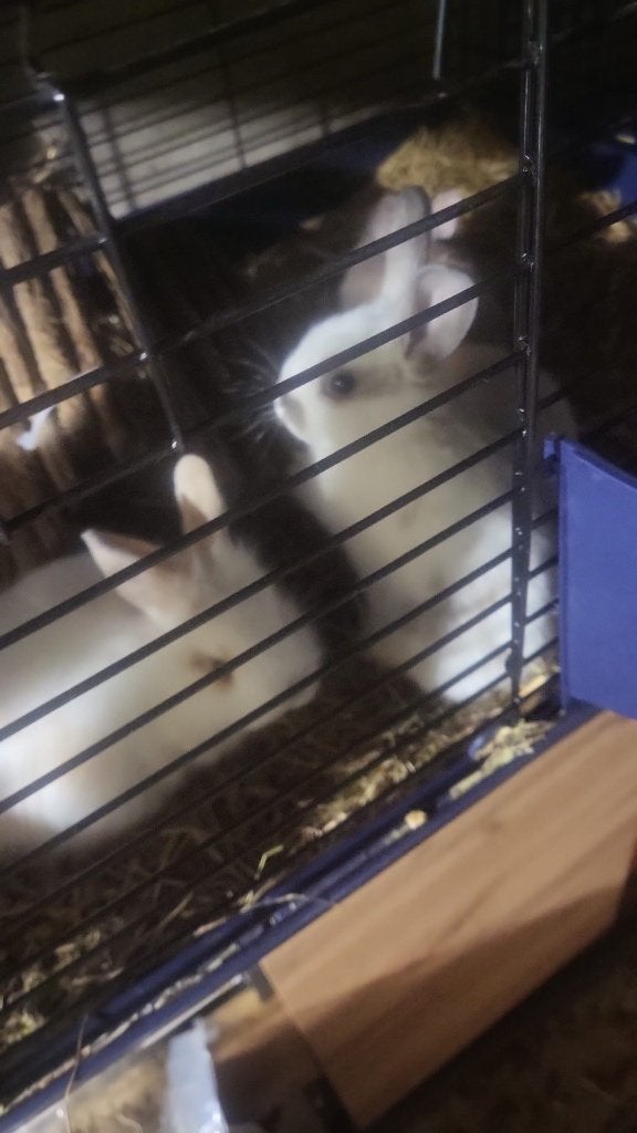 Babykonijntjes, Plusieurs animaux, Nain, Oreilles tombantes, 0 à 2 ans