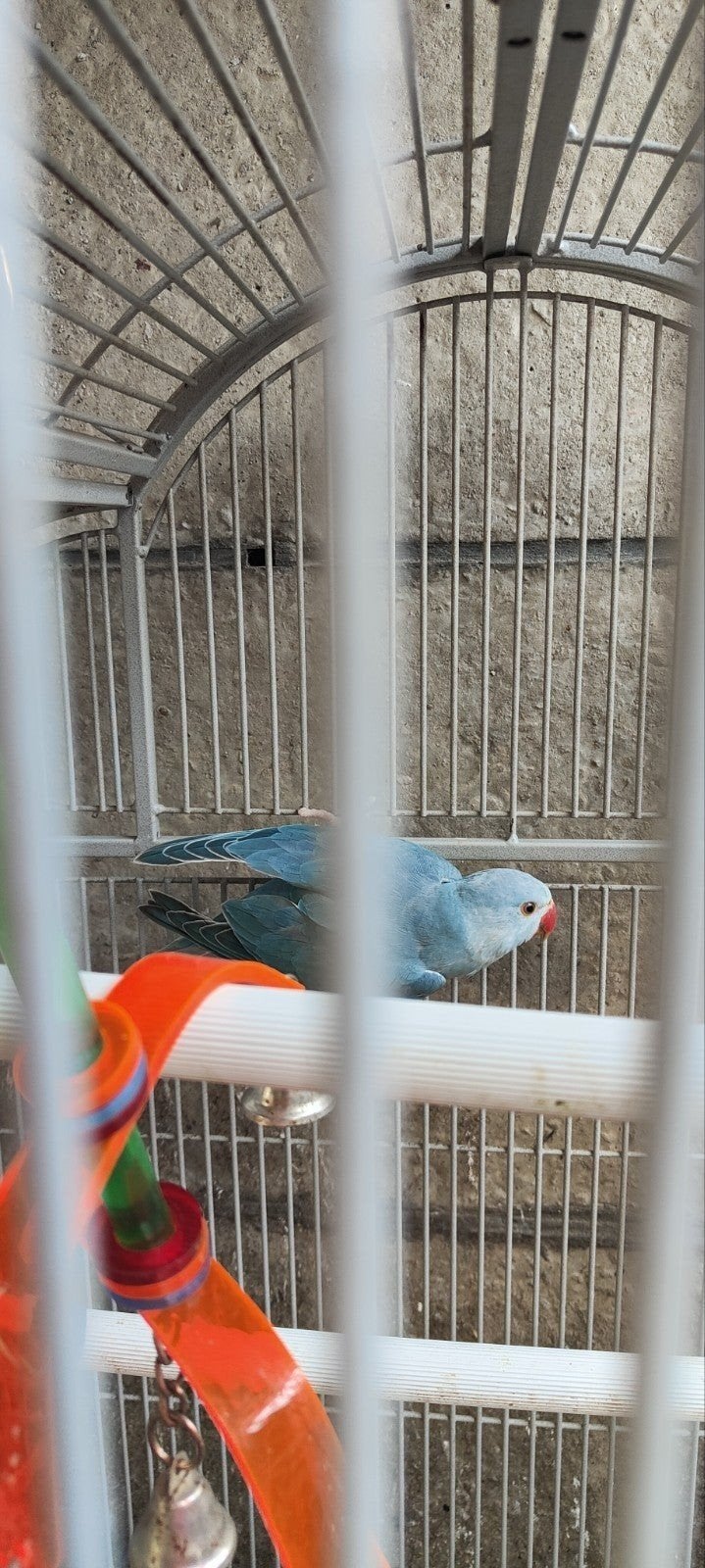 perruches à collier, Plusieurs animaux, Perruche, Bagué