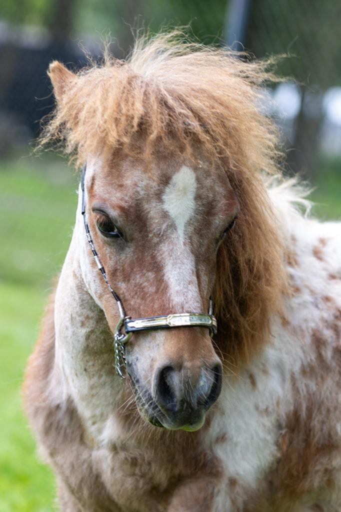 Shetlander, Animaux & Accessoires, Poneys, Étalon