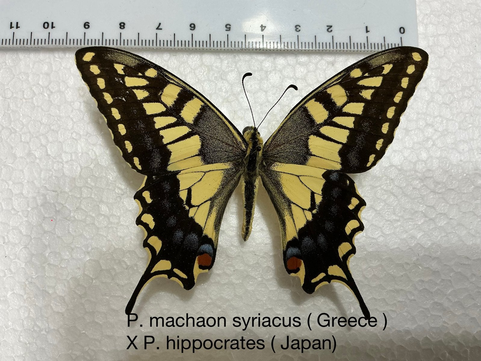 Nieuwe hybride P. machaon vlinder, Enlèvement, Comme neuf
