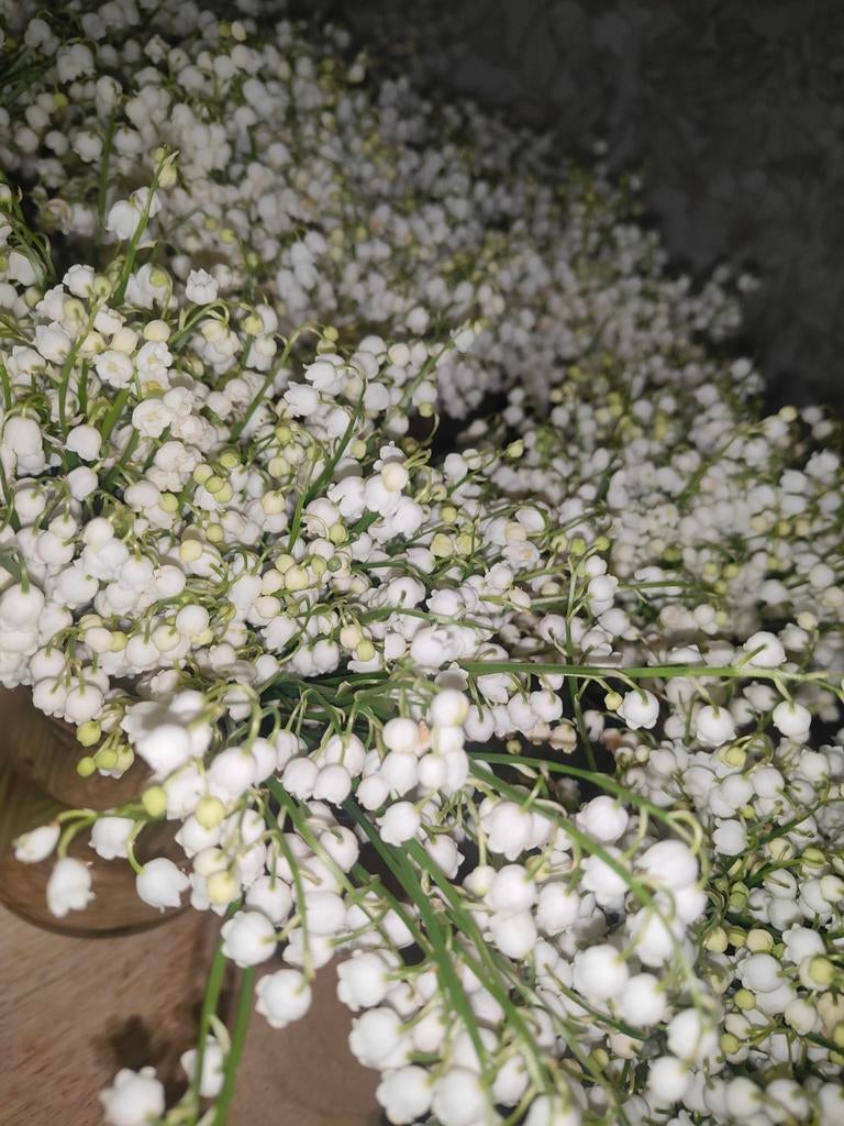 2.500 brins de muguet frais + feuilles, Divers, Lots de brocante, Enlèvement, Neuf