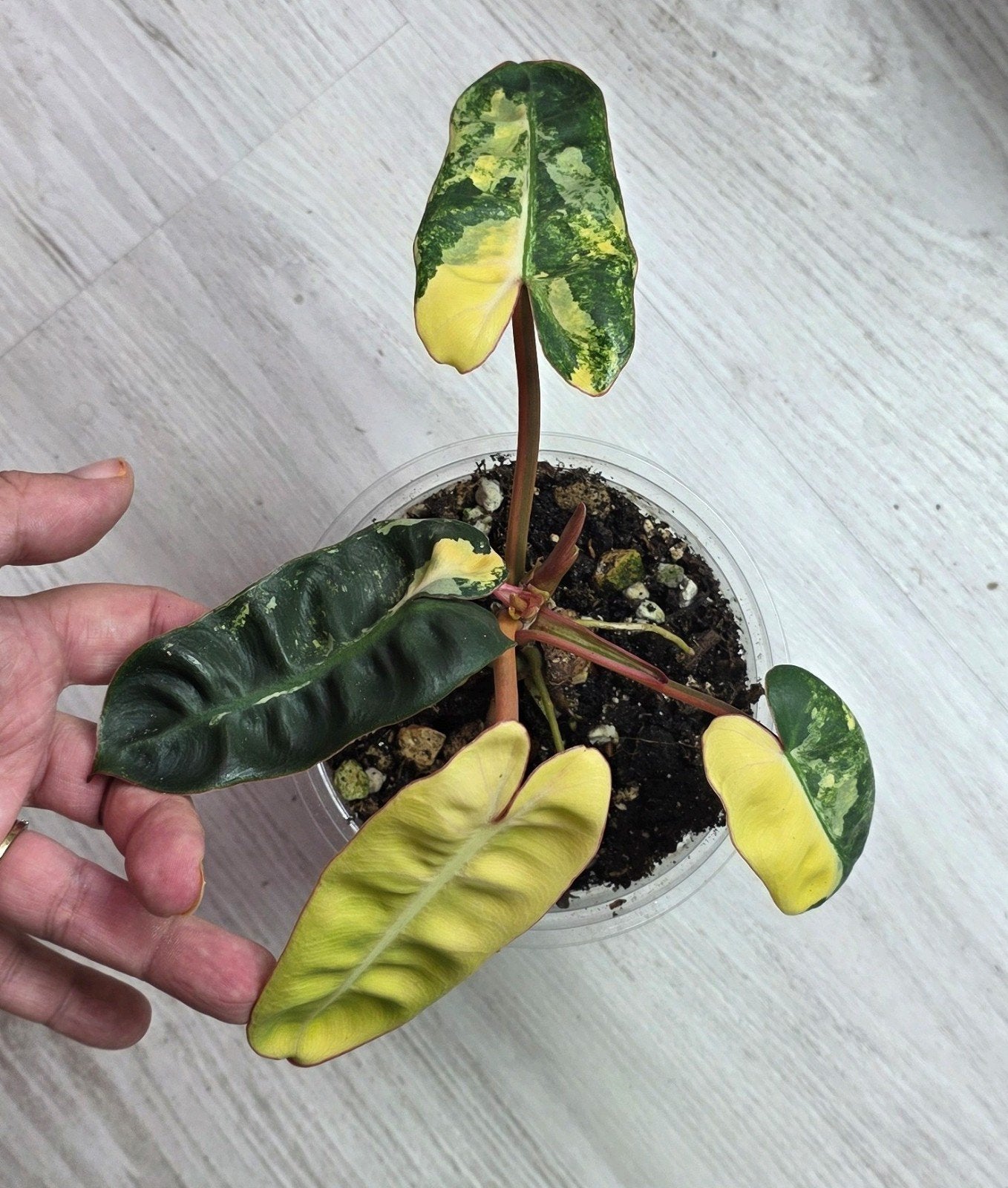philodendron billitiae variegated, Enlèvement