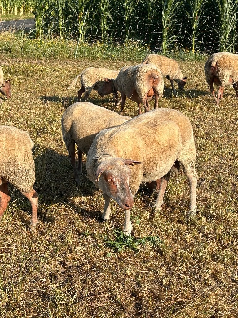 Ram schaap 16 maanden, Mâle, Mouton, 0 à 2 ans
