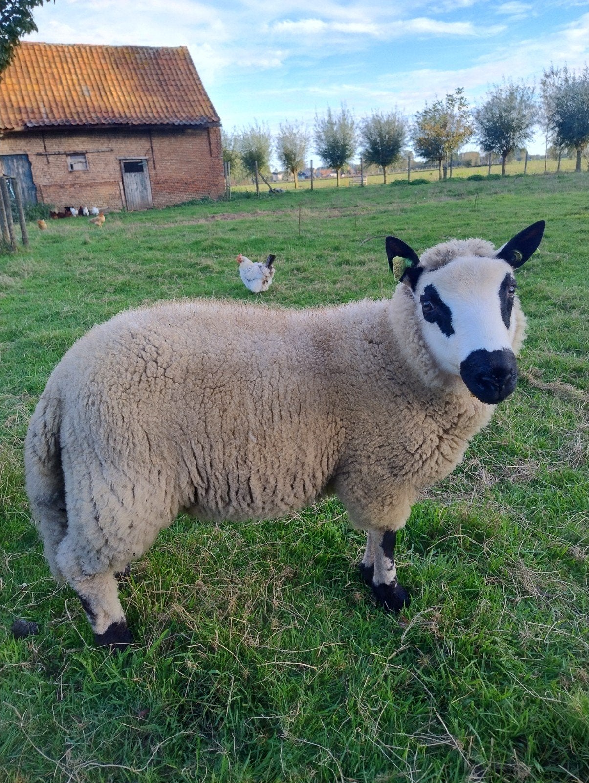 Kerry hill ramlam te koop, Dieren en Toebehoren, Mannelijk, Schaap, 0 tot 2 jaar