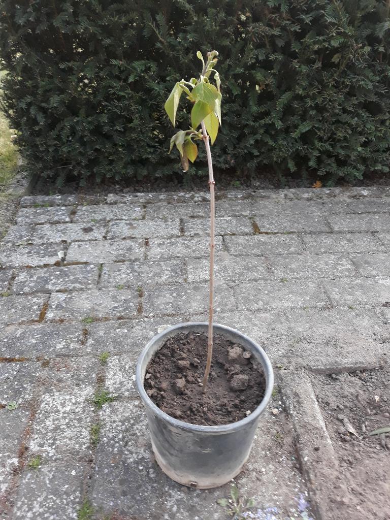 sering donker paars, Tuin en Terras, Ophalen of Verzenden, In pot