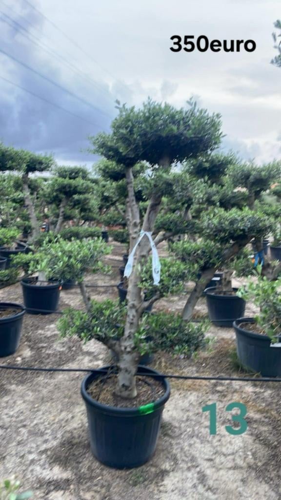 ‼️olijfbomen olea europaea plato aan promoprijzen ‼️, Enlèvement