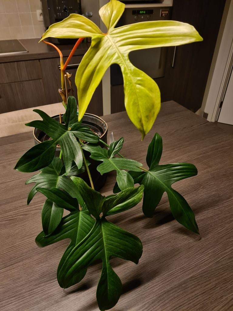 Grote philodendron florida ghost, Huis en Inrichting, Kamerplanten, Ophalen of Verzenden