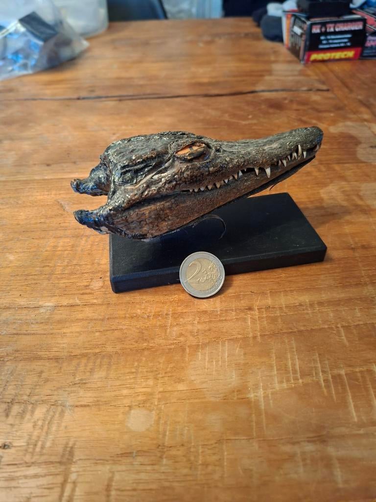 Schedel nijlkrokodil, Ophalen