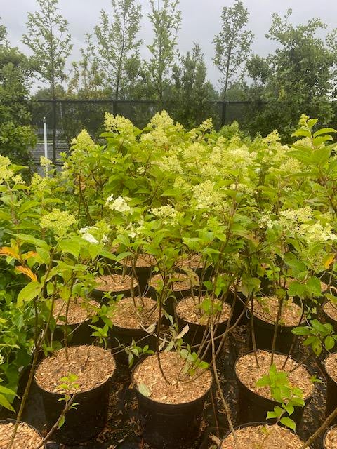 Hydrangea paniculata 'Limelight'. Hagen en sierheesters., Tuin en Terras, Ophalen, Vaste plant, Overige soorten, Halfschaduw