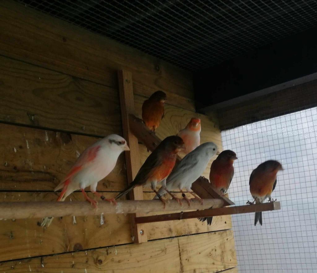 vogels Harlekijn  mannen..25 euro stuk / vaste prijs !!!, Mâle