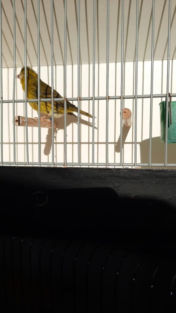 Kleurkanaries - sijs x kanarie, Dieren en Toebehoren, Vogels | Kanaries, Kleurkanarie