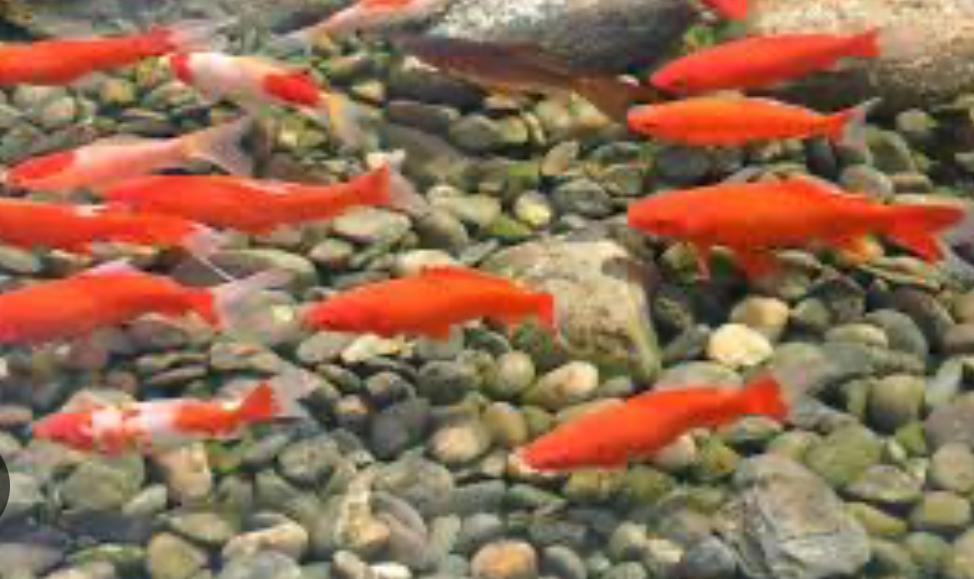 Gezocht; alle soorten vissen voor natuurvijver, Poisson(s) rouge(s)