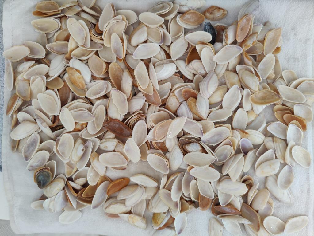 schelpen: couteaux - (zaag)schelpjes voor strandbloemen, Enlèvement ou Envoi
