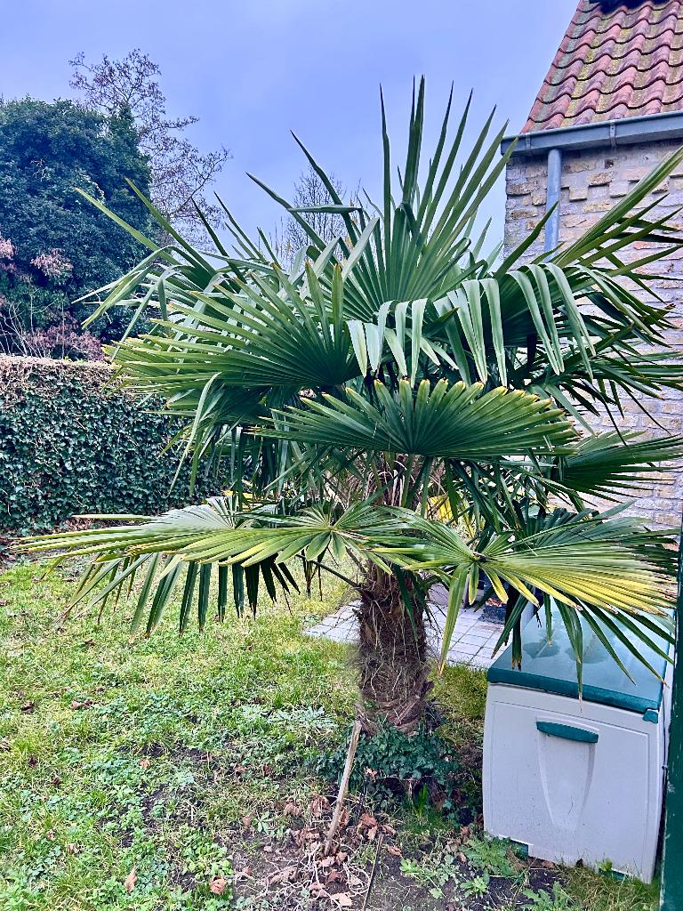 Palmboom, Tuin en Terras, Ophalen, Palmboom, 100 tot 250 cm
