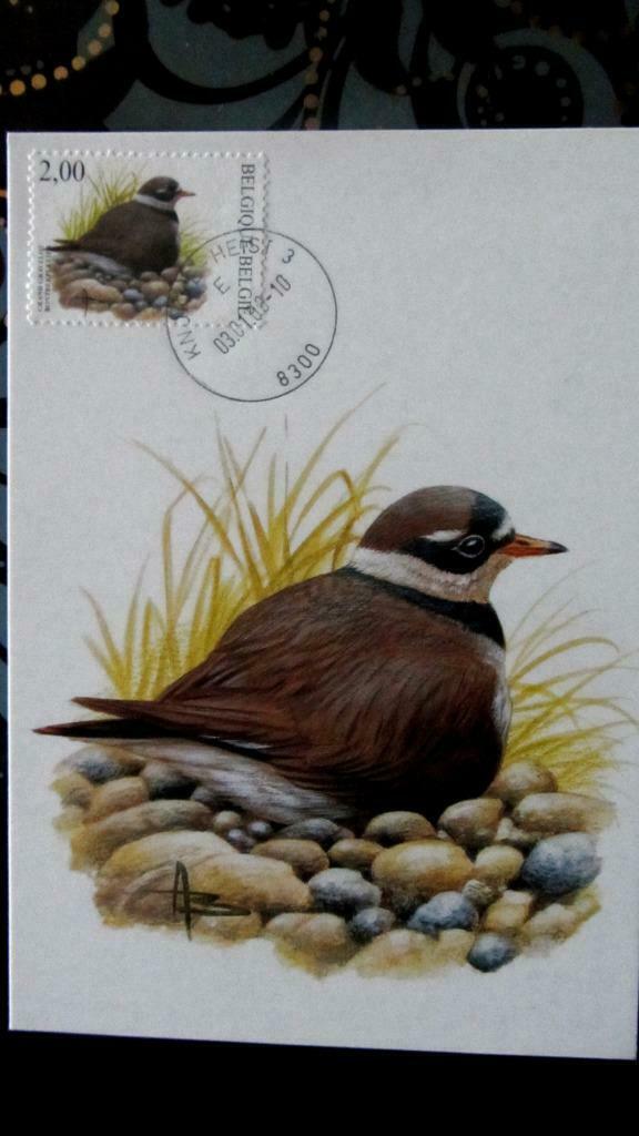 FIRST DAY OP KAART- VOGELS VAN BUZIN- DE BONTBEKPLEVIER, Ophalen of Verzenden, Gestempeld, Dier of Natuur