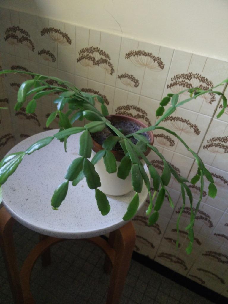 Kerst cactus, Enlèvement, Cactus