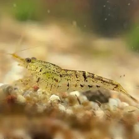 Wilde garnalen  (Neocaridina) algen eters, 15st/5€, 30st/10€, Homard, Crabe ou Crevette, Poisson d'eau douce, Banc de poissons