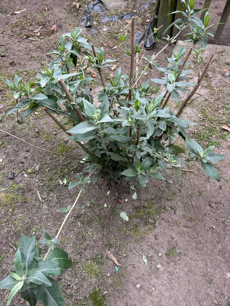 Vlinderstruik, Tuin en Terras, Ophalen