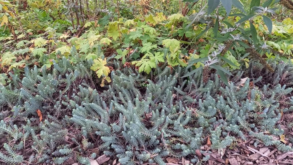 Sedum bodembedekker, Tuin en Terras, Planten | Tuinplanten, Ophalen