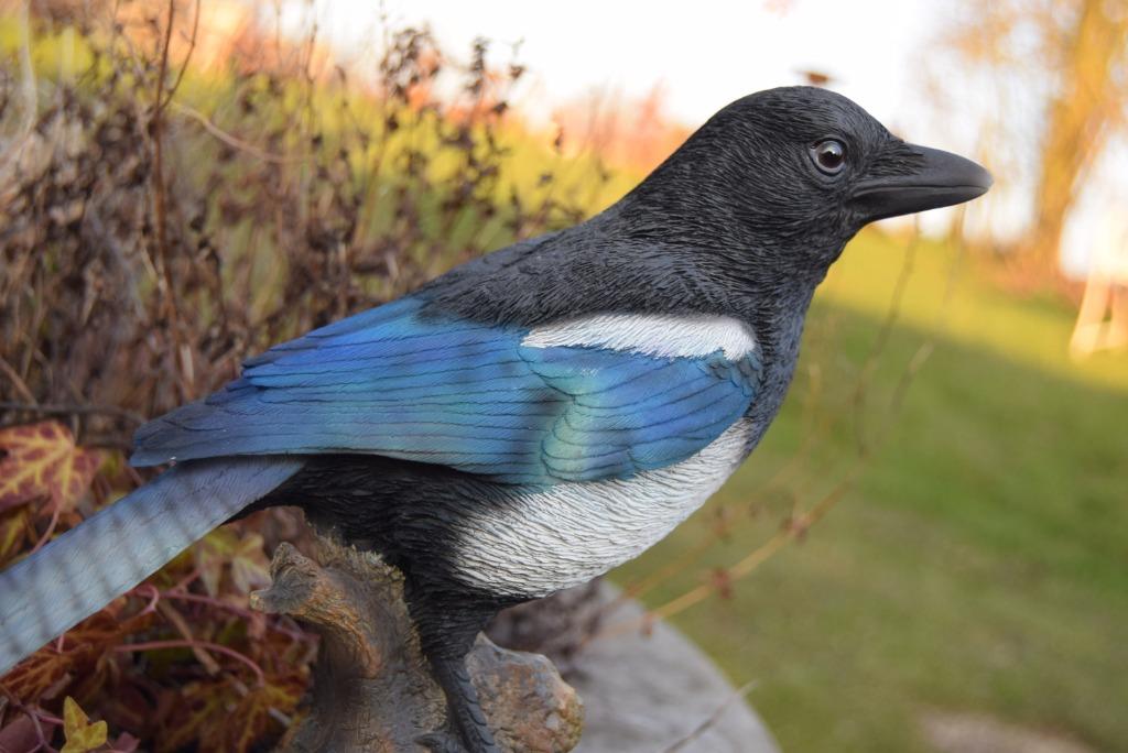 Ekster op tak in hoogwaardige polyhars, Ophalen of Verzenden, Nieuw
