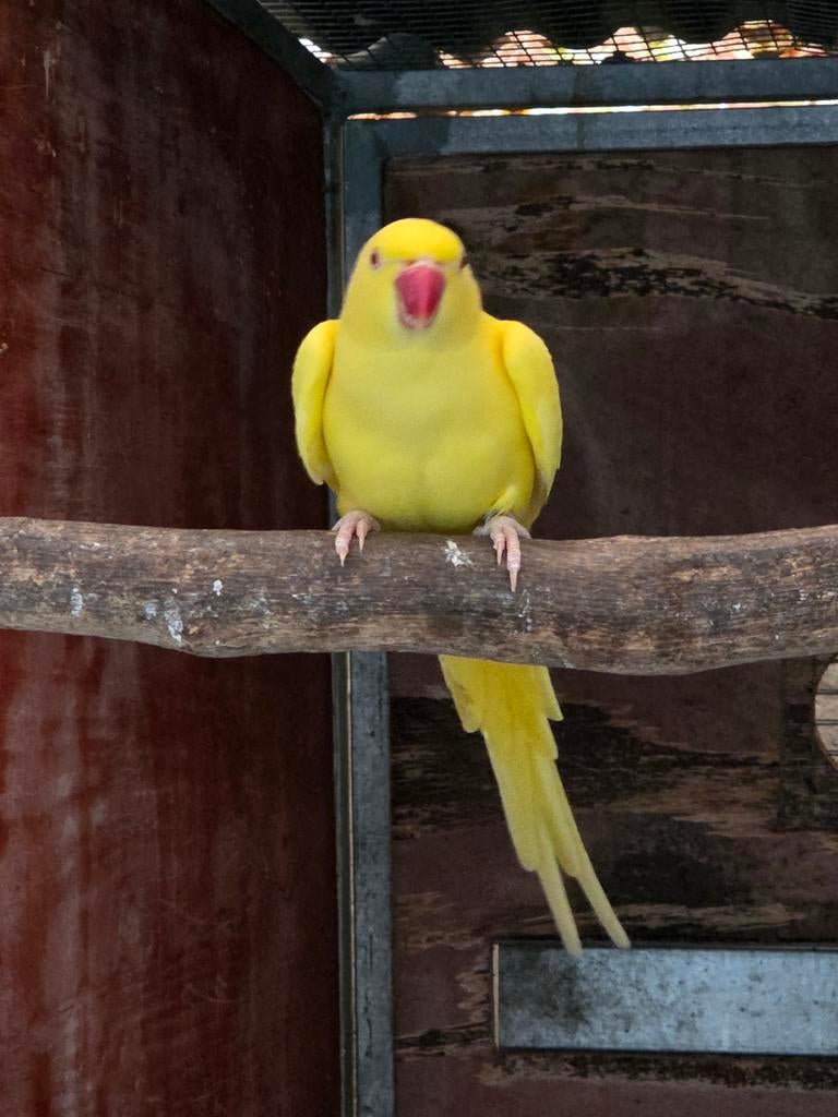 Halsbandparkiet lutino pop, Dieren en Toebehoren, Meerdere dieren, Parkiet, Geringd