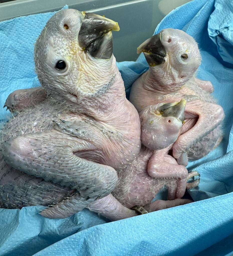 Baby blauwe gele ara’s, Papegaai, Pratend