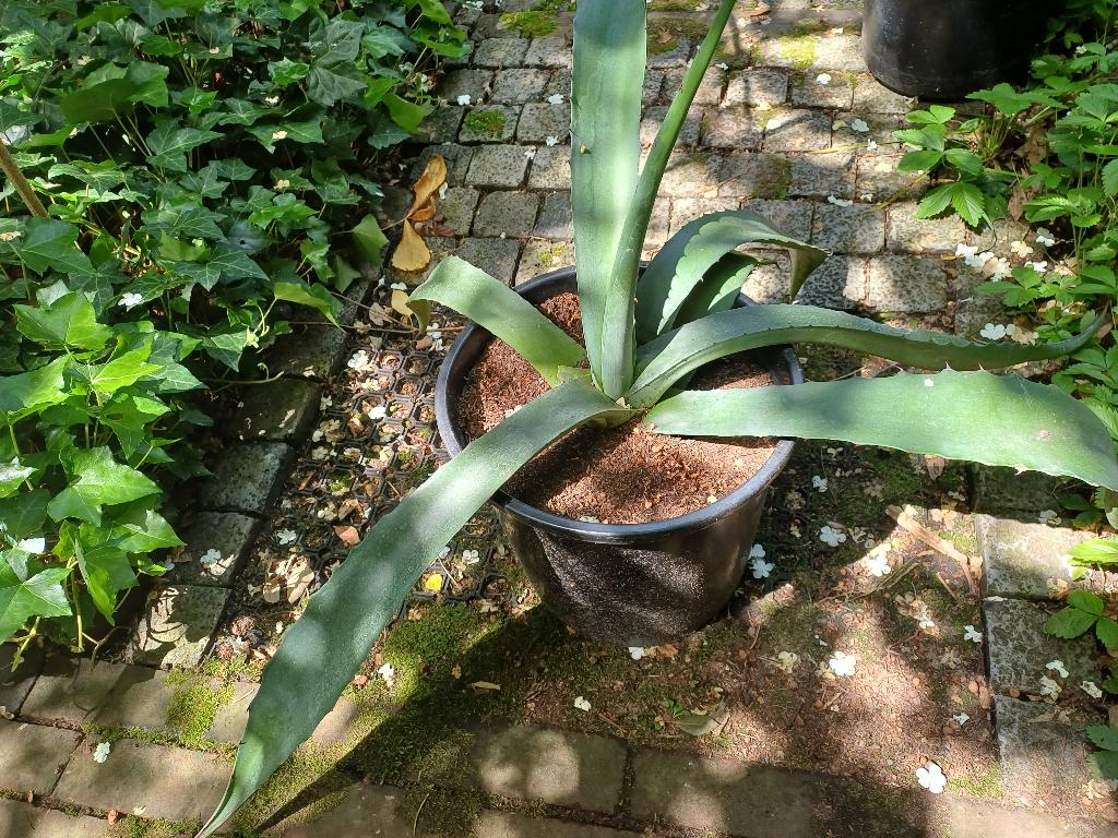 Agave americana, Tuin en Terras, Planten | Tuinplanten, Volle zon, Vaste plant, Zomer, Ophalen