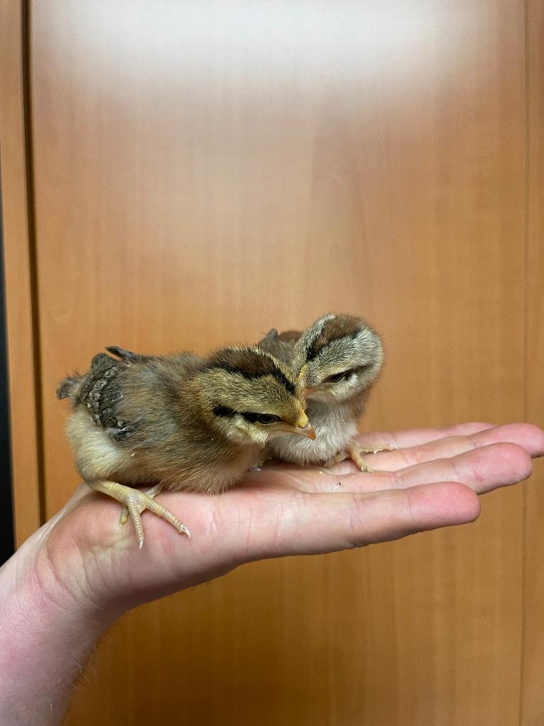 Kuikentjes zoeken warme thuis, Dieren en Toebehoren, Pluimvee, Geslacht onbekend, Kip