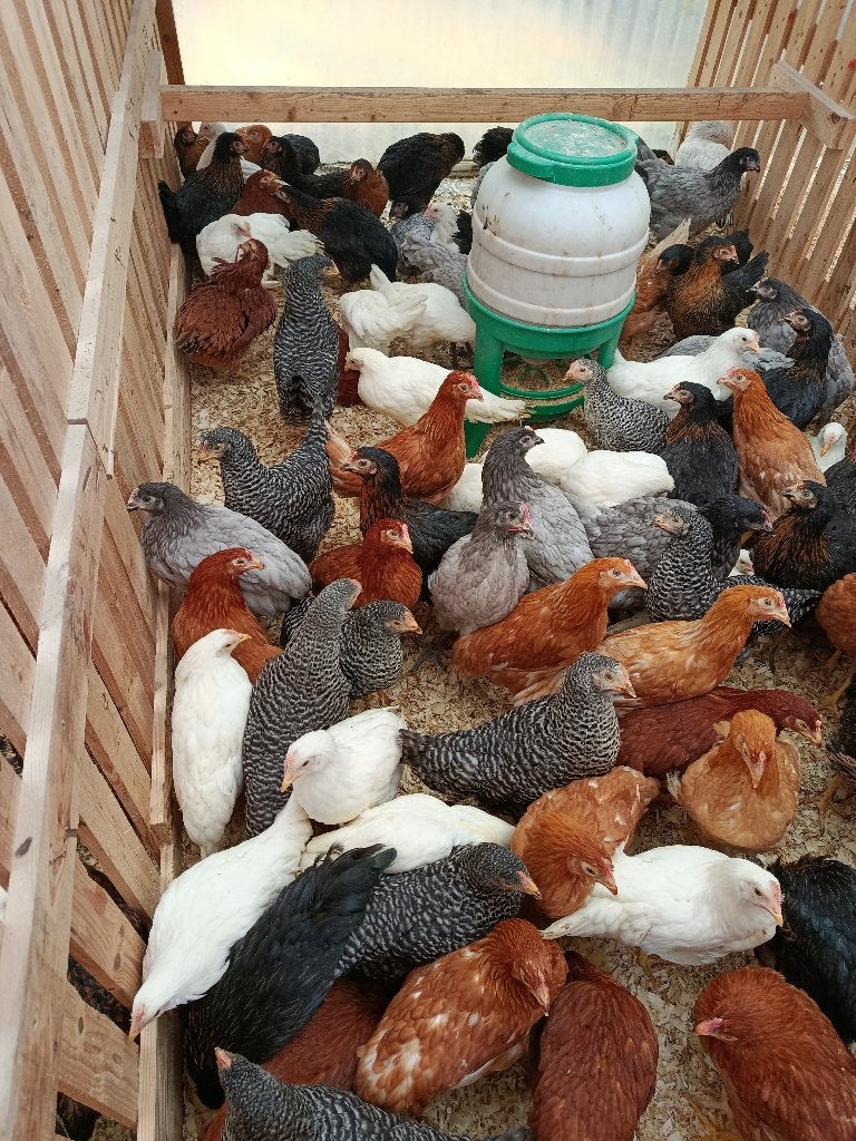 poules pondeuses et coloristes à des prix économiques, Femelle, Poule ou poulet